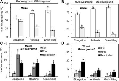 Rhizosphere Effects of Maize and Wheat Increase Soil Organic and Inorganic Carbon Release in Carbonate-Rich Soils: A Three-Source 13C Partitioning Study